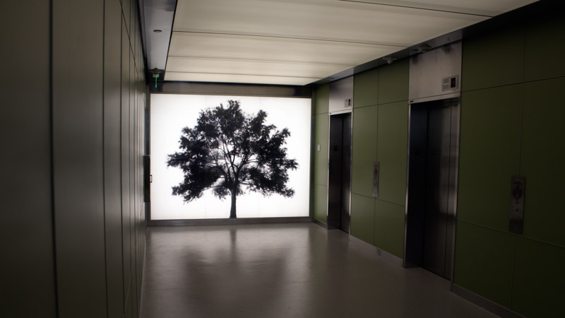A digital rendering of ARBOR, an installation by Adam Frank.